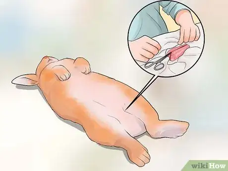 Image titled Care for Palomino Rabbits Step 13