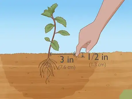 Image titled Water Herbs Step 1