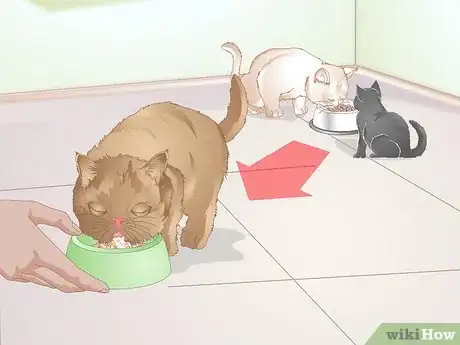 Image titled Choose Food for a Kitten Step 8