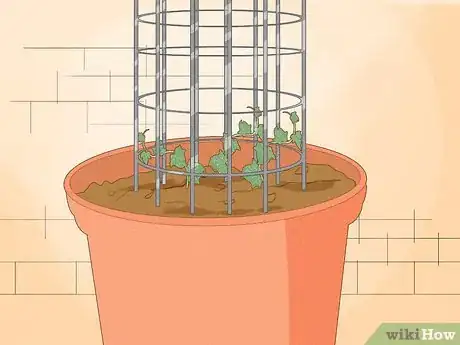 Image titled Grow a Topiary Step 19