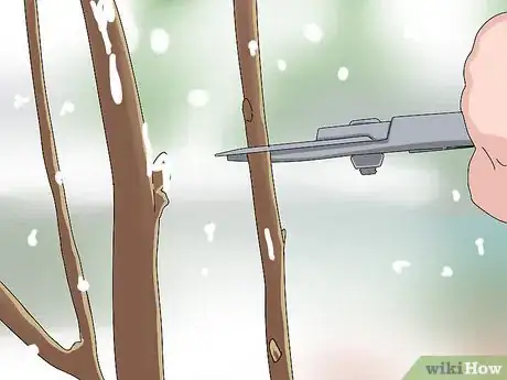 Image titled Prune a Mulberry Tree Step 5