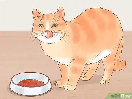 Image titled Take Care of Kittens Step 4