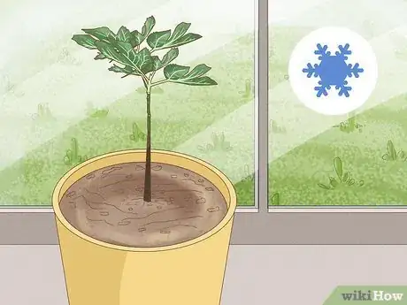 Image titled Grow Figs in Pots Step 12