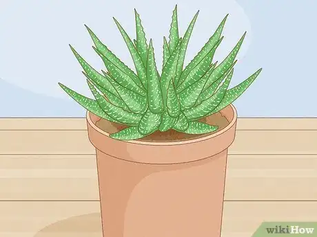 Image titled Choose Succulents Step 11