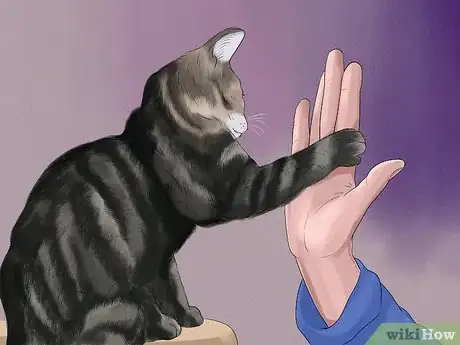 Image titled Prevent an Energetic Kitten from Hurting Itself Step 11