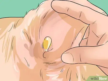 Image titled Diagnose Ear Infections in Cocker Spaniels Step 5