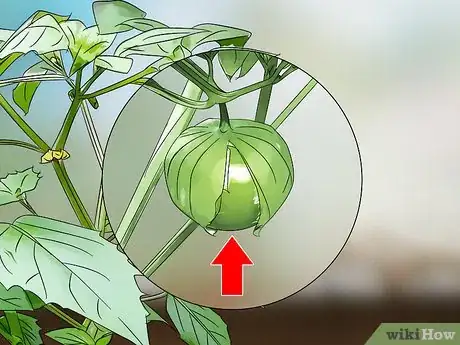 Image titled Grow Tomatillos Step 13