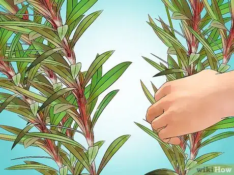 Image titled Grow Gaura Step 20