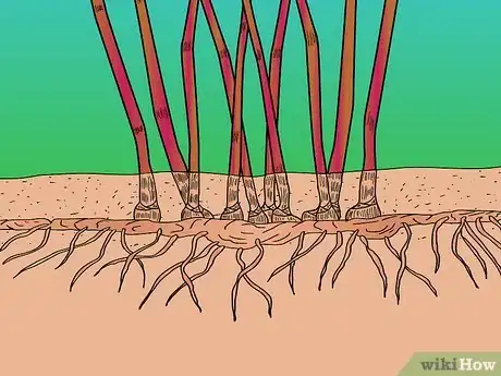 Image titled Identify Knotweed Step 4