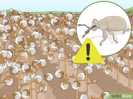 Image titled Plant Cotton Seeds Step 1