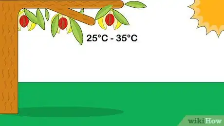 Image titled Grow Nutmeg Step 1
