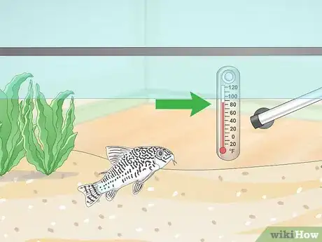 Image titled Determine Which Breed of Corydoras is Best for Your Aquarium Step 2