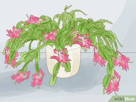 Image titled Choose Succulents Step 10