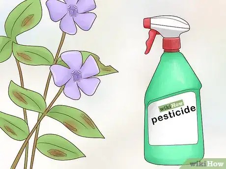 Image titled Plant Vinca Minor Step 15