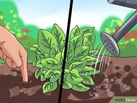 Image titled Grow Sorrel Step 6