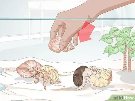 Image titled Buy a Pet Hermit Crab Step 13