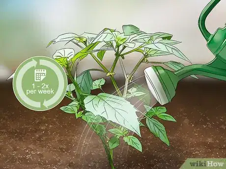 Image titled Grow Tomatillos Step 10