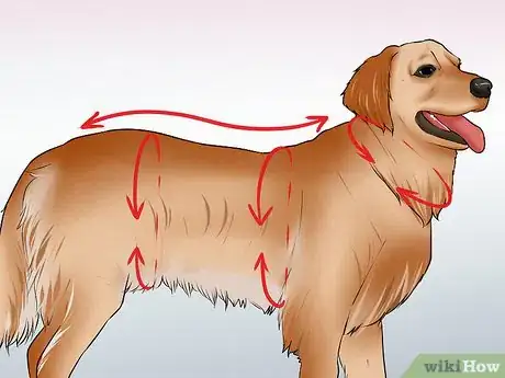 Image titled Buy Bling for a Dog Step 11