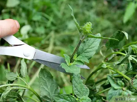 Image titled Grow Catmint from Cuttings Step 12