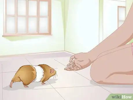 Image titled Spot Foot Sores on Guinea Pigs Step 3