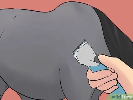 Image titled Take Care of a Horse in Hot Weather Step 12