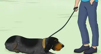 Identify a Bluetick Coonhound