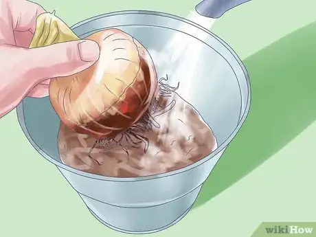 Image titled Care for Amaryllis Flowers Step 16