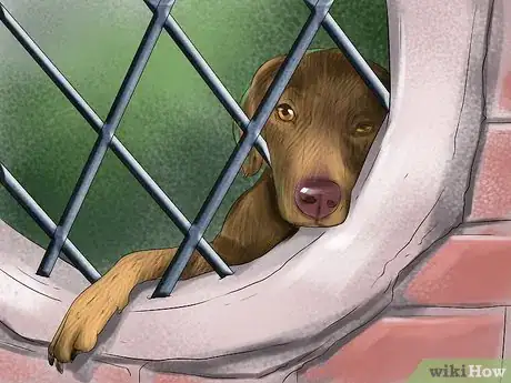 Image titled Prevent Ascarids in Dogs Step 9