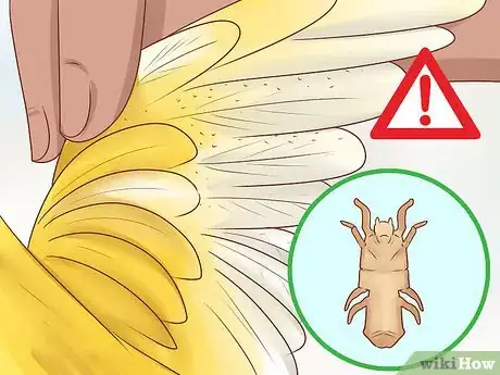 Image titled Know if a Canary Is Right for You Step 9