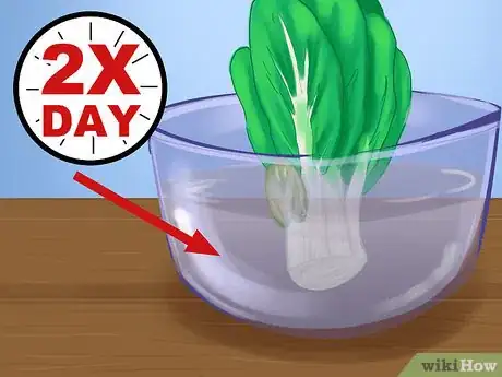 Image titled Regrow Bok Choy Step 6