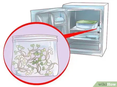 Image titled Grow Alfalfa Sprouts Step 22