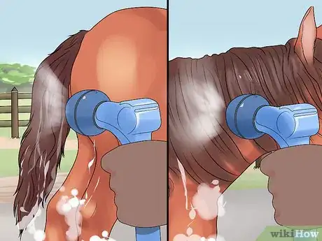 Image titled Groom a Miniature Horse for Show Step 8