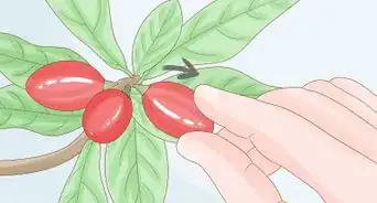 Grow Miracle Berries