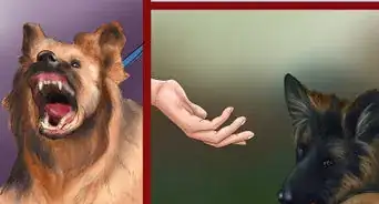 Avoid Confusing a Dog During Training