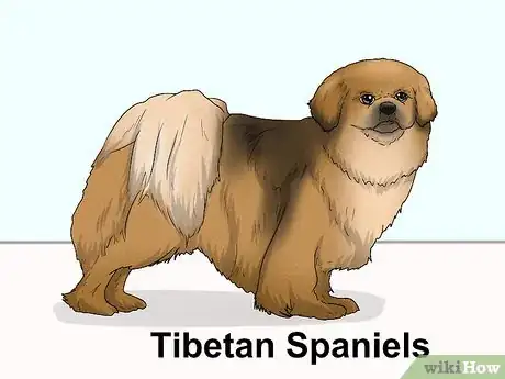 Image titled Identify a Pekingese Step 17