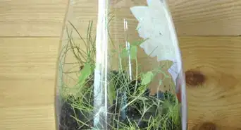 Make a Mini Biodome
