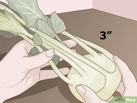 Image titled Select and Store Kohlrabi Step 2