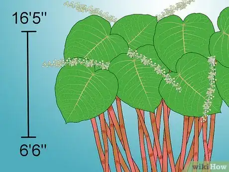 Image titled Identify Knotweed Step 25