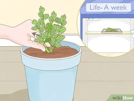 Image titled Pick Coriander Step 5