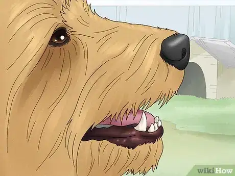 Image titled Identify a Silky Terrier Step 5