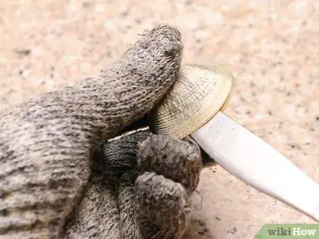 Image titled Shuck Clams Step 7