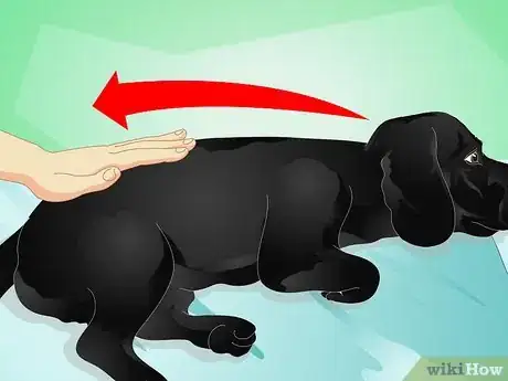 Image titled Give Your Dog a Massage Step 3