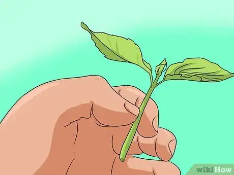 Image titled Grow Coleus Step 7