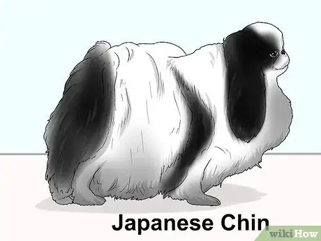 Image titled Identify a Pekingese Step 16