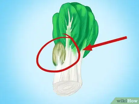Image titled Regrow Bok Choy Step 3