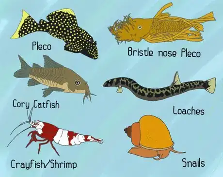 Image titled Types of bottom feeders123