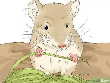 Image titled Prevent and Treat Overgrown Teeth in Chinchillas Step 1