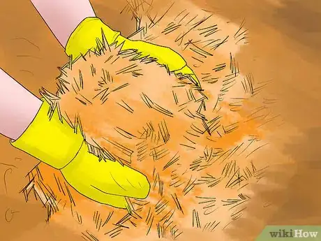 Image titled Grow Cannas Step 8