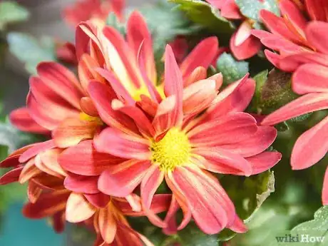 Image titled Make a Dried Flower Bouquet Step 1