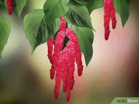 Image titled Grow Amaranth Flowers Step 6